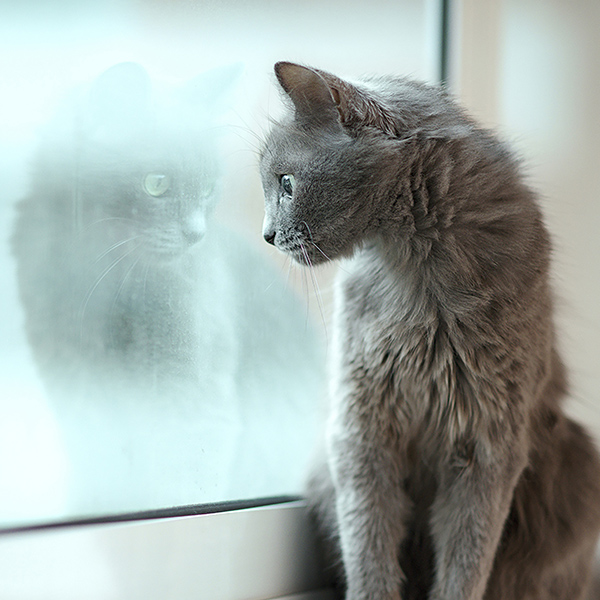 Russian blue cat with its reflection in the window